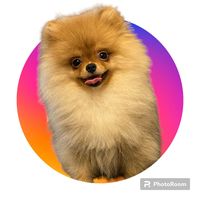 pom_barni