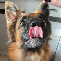 nessi_wszystko_gryzie