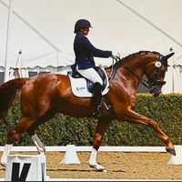 pegasussportshorses