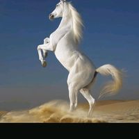 abdelsidalirif1080