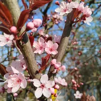 original sound - dadadudu189