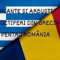 gheorghe.sdrobis
