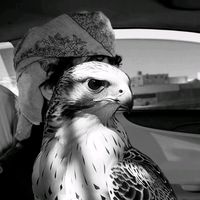 الصوت الأصلي