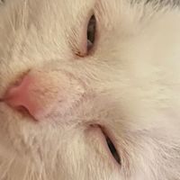 kleinlichaamgroothart