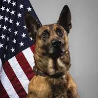 original sound - dogk9viet203