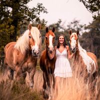 belgischetrekpaarden