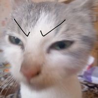 anisia_cam_asa