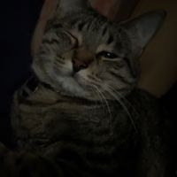 cryminalities