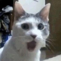 einfacheintoast24