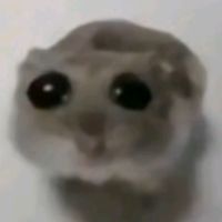 hamster_123hi