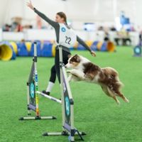 powerdognavi.nemo