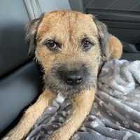 barneytheborderterrier