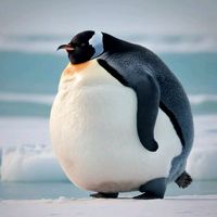 original sound - Pinguinul