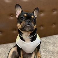 πρωτότυπος ήχος