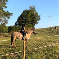 kiwi_konik