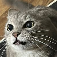 goosie_pat