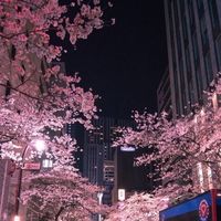 cherry.blossom927