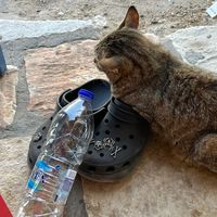 πρωτότυπος ήχος
