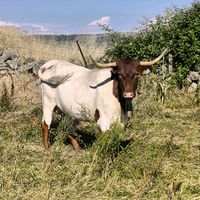 ganaderia_sergioquiros