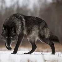 original sound - yalnizkurt588