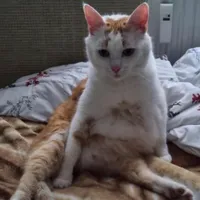 original sound - devid_kl