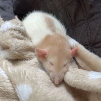 ratyo.ooo