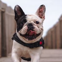 jocathefrenchiebulldog
