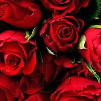 sosadeeb