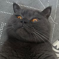 sirmontymoo