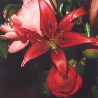 xo346_