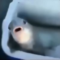 oryginalny dźwięk – pezuchen