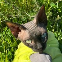 freiya_hada_sphynx