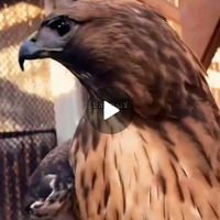 ridha_02452