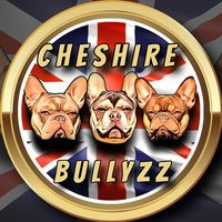 cheshirebullysuk