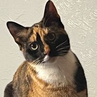 krissyfoz