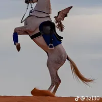 original sound - salmam499