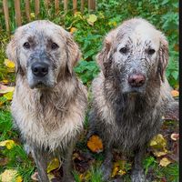 hubertthegoldenretriever