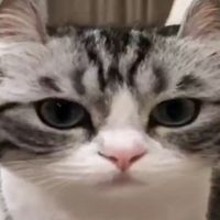 оригинальный звук