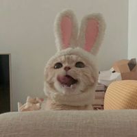 talibunny_
