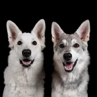 original sound - wannabe.wolves