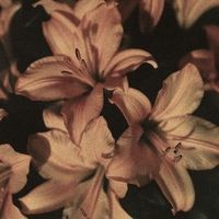 original sound - wren