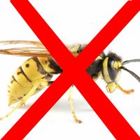 antiwasp