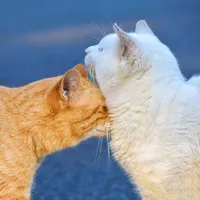 original sound - colle2024