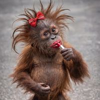 оригинальный звук