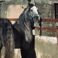 salahamini_