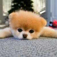 som original - rampaggg