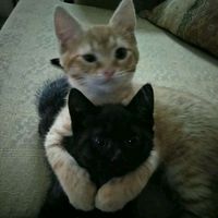 .kitty._.fashion._