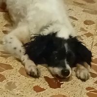 lumisotos