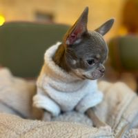 charlie_happy.dog