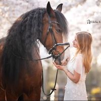 veerlestofferhorses
